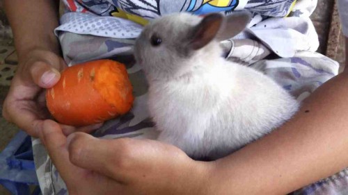 grey dwarf rabbit