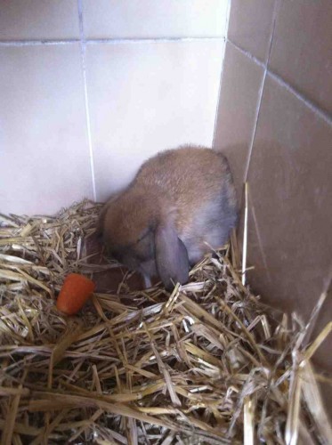 mini lop rabbit