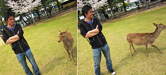 Nara deers