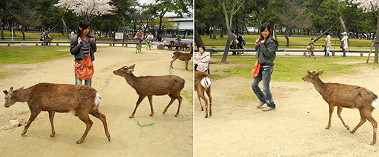 Nara Deers