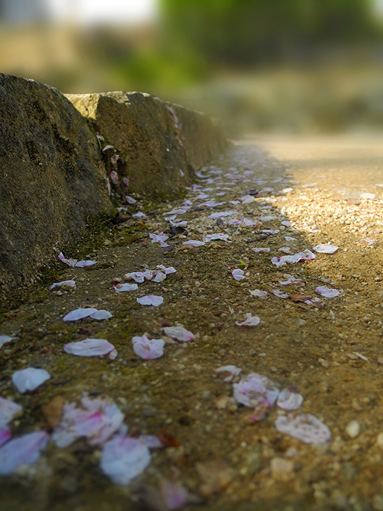 Cherry blossoms fall