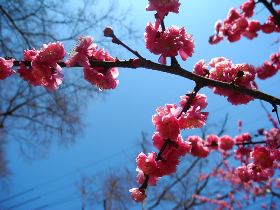 Pink cherry blossoms