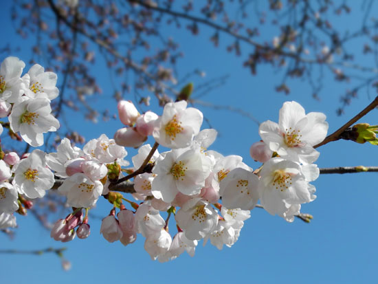 Cherry Blossoms in full bloom