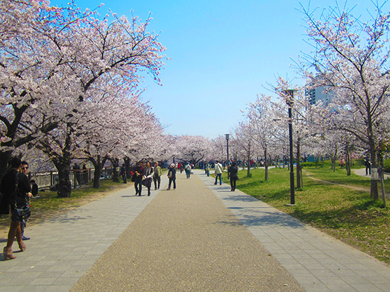 Osaka castle cherry blossoms