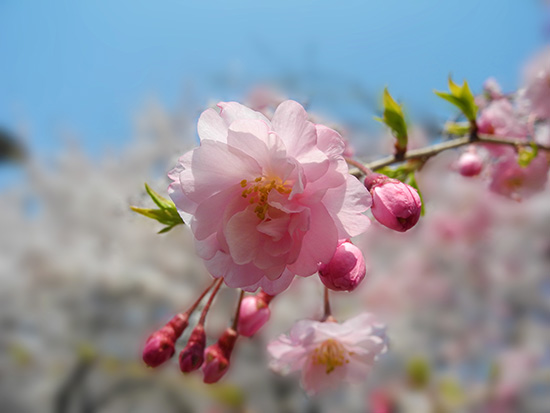 Cherry blossom closeup