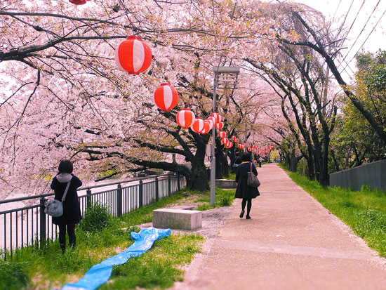 Kyoto cherry blossom bike ride