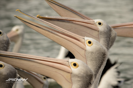 Pelicans close up The Entrance